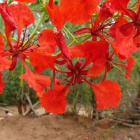 Delonix regia (Bojer ex Hook.) Raf.